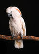 Calm Male Moluccan Cockatoo on Black Wall Mural
