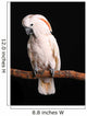 Calm Male Moluccan Cockatoo on Black Wall Mural