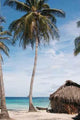 Panama1024 Wall Decal