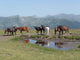 Horses Wall Mural