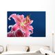 Pink stargazer lily Wall Mural