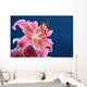 Pink stargazer lily Wall Mural