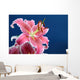 Pink stargazer lily Wall Mural