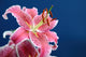 Pink stargazer lily Wall Mural