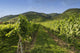 Vineyards in Wachau Wall Mural