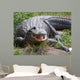 Crocodile or Alligator Wall Decal