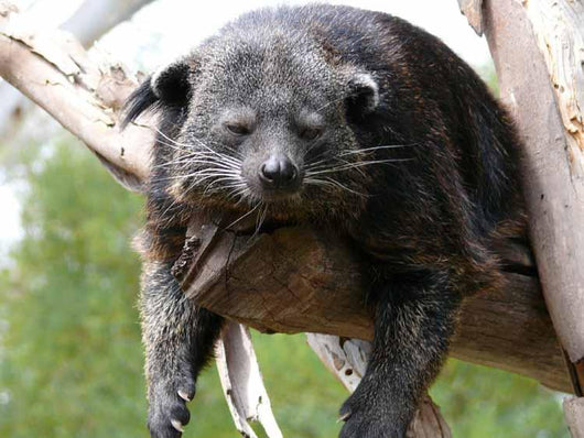 Binturong Wall Decal