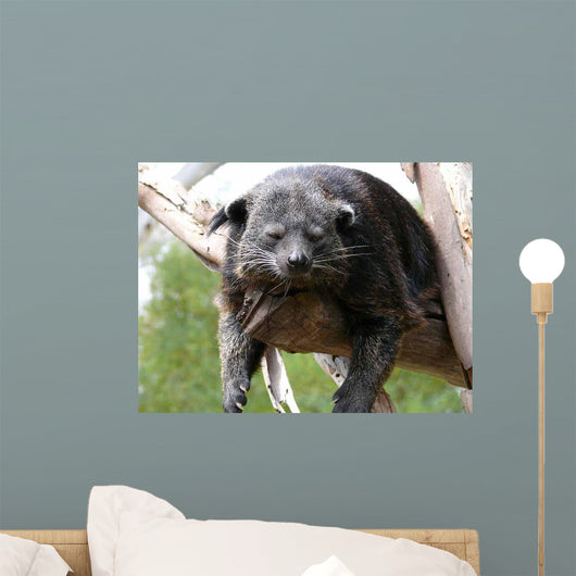 Binturong Wall Decal
