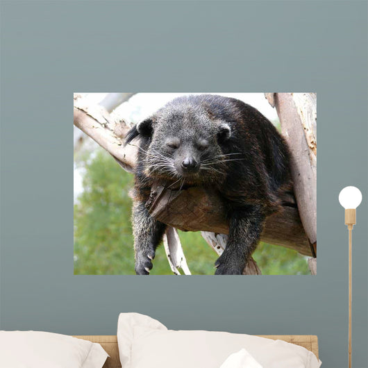 Binturong Wall Decal