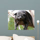 Binturong Wall Decal