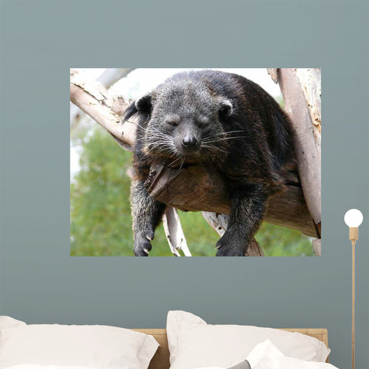 Binturong Wall Decal