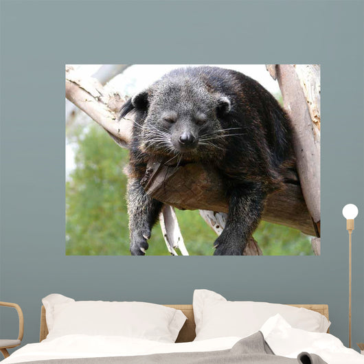 Binturong Wall Decal
