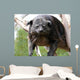 Binturong Wall Decal