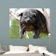 Binturong Wall Decal