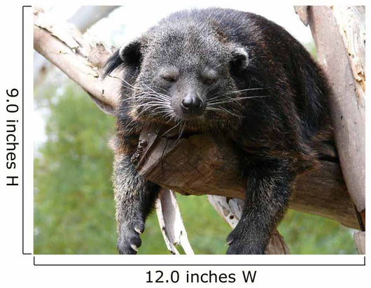 Binturong Wall Decal