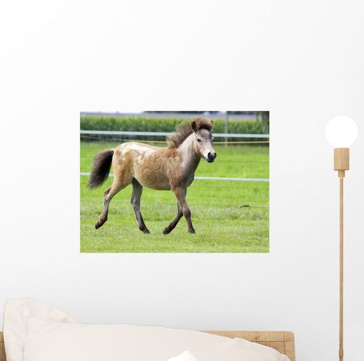 Mini Shetland Pony Iii Wall Mural