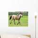 Mini Shetland Pony Iii Wall Mural