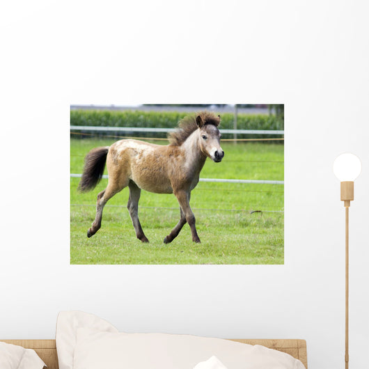 Mini Shetland Pony Iii Wall Mural