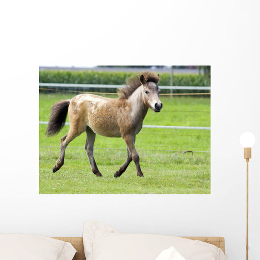 Mini Shetland Pony Iii Wall Mural