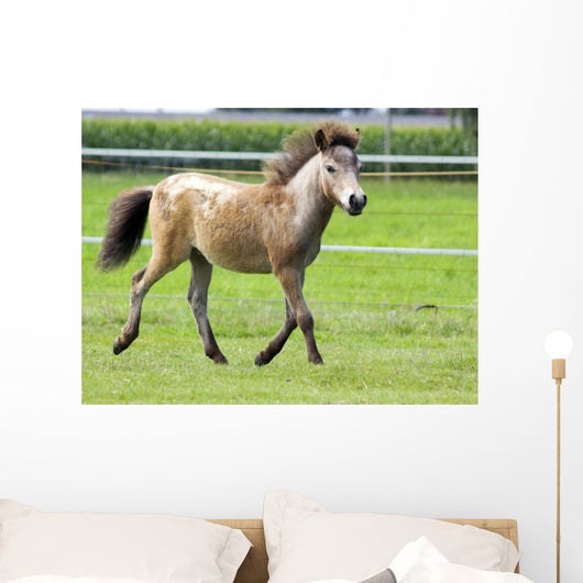 Mini Shetland Pony Iii Wall Mural