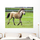 Mini Shetland Pony Iii Wall Mural