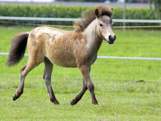 Mini Shetland Pony Iii Wall Mural