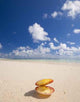 Seashell Tropical Beach Wall Decal
