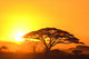 Sunset in the serengeti Wall Mural
