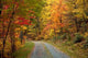 Autumn Blaze Wall Decal