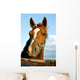 Closeup of the Head of a Horse Wall Mural