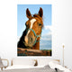 Closeup of the Head of a Horse Wall Mural