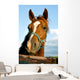 Closeup of the Head of a Horse Wall Mural