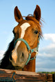 Closeup of the Head of a Horse Wall Mural