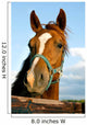 Closeup of the Head of a Horse Wall Mural