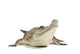 Fresh Water Crocodile Wall Decal