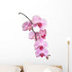 Orchid Wall Decal