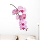 Orchid Wall Decal