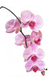 Orchid Wall Decal
