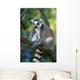 Lemur Monkey Wall Mural