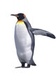 Isolated emperor penguin Wall Decal