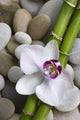 Orchid and bamboo Wall Mural