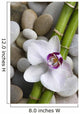 Orchid and bamboo Wall Mural