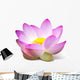 Lotus Wall Mural