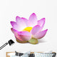 Lotus Wall Mural