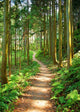 Trail Wall Decal Design 3