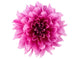 Peony flower Wall Decal