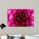 Peony flower Wall Mural