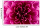 Peony flower Wall Mural