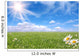 Bright Beautiful Daisy and Grass Field Wall Mural