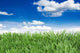 Sonne Wall Decal Design 2